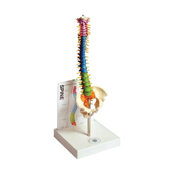 United Scientific Human Spine Model with Guide