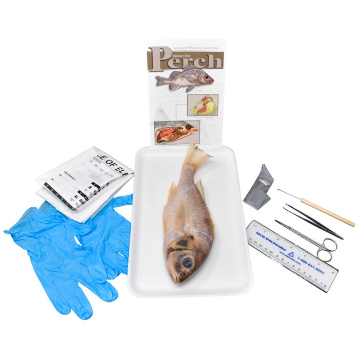 Frey Scientific Choice Preserved Perch Dissection Kit with Dissection Tools, 7+ Inches