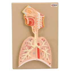 Lab and Anatomical Models, Item Number 1498947