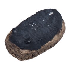 Delta Education Elrathia Fossil Replica, Pack of 2