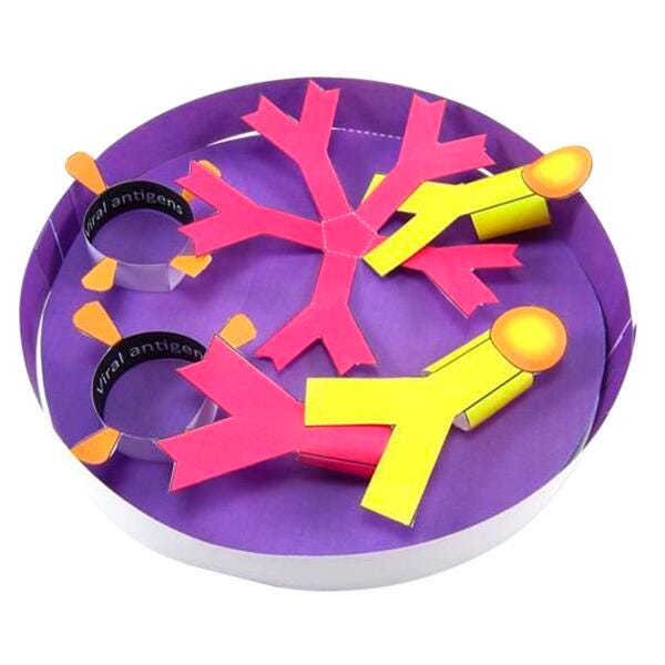 NewPath Learning Coronavirus Antibody Test, 3D Model Kit, 1 Teacher Guide and 5 Student Guides 2040908