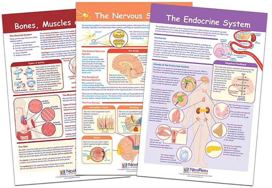 Health, Human Body, Item Number 1567135