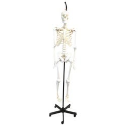Eisco Labs Human Articulated Hanging Skeleton