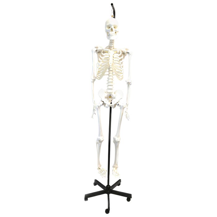 EISCO Human Articulated Hanging Skeleton