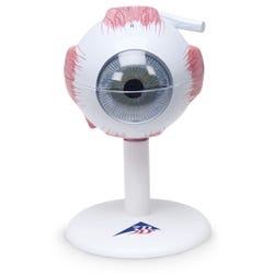 American 3B Scientific Classic Eye Model, 6 Parts