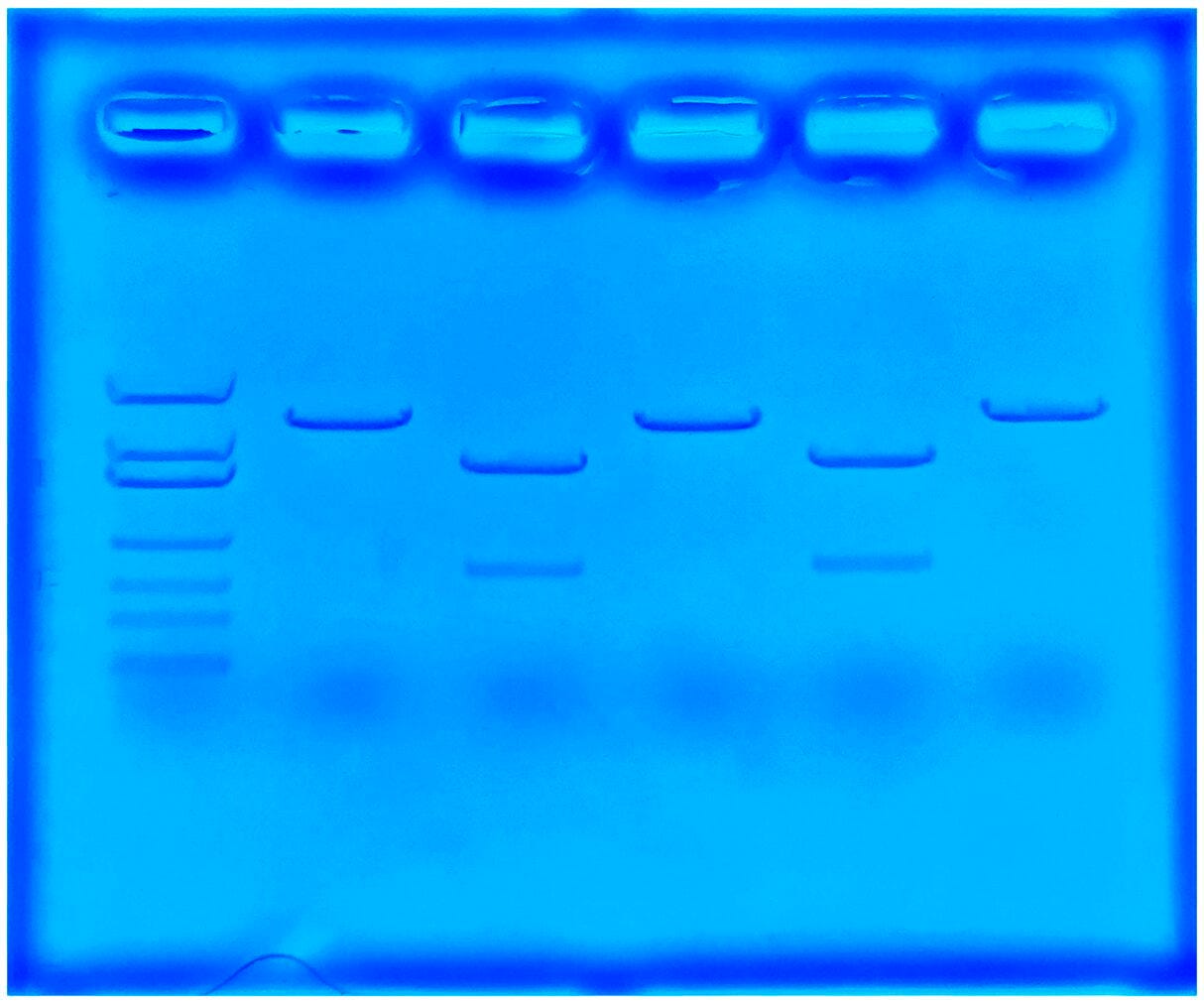 Edvotek CRISPR to Treat Cystic Fibrosis, Item Number 2039708