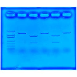 Edvotek CRISPR to Treat Cystic Fibrosis, Item Number 2039708