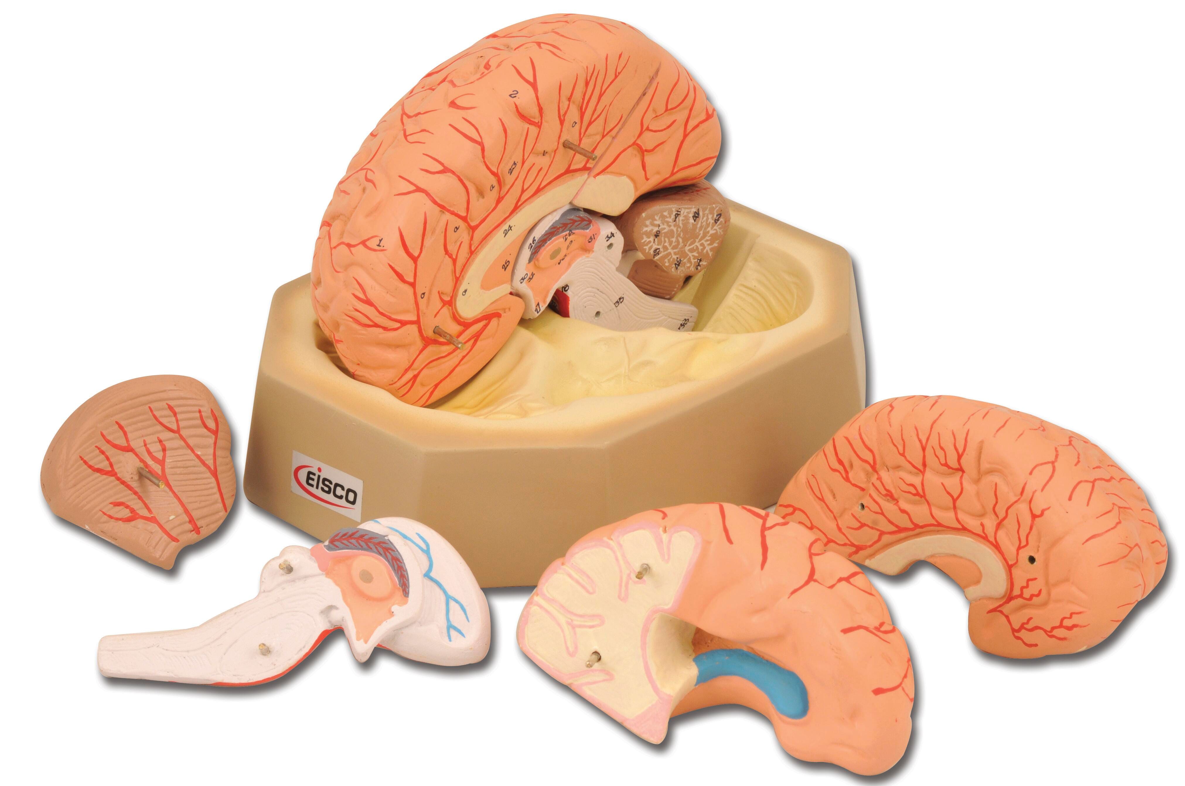 Lab and Anatomical Models, Item Number 1457412