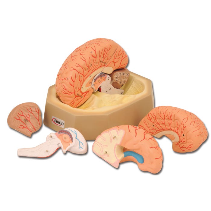 Eisco Human Brain Model with Arteries