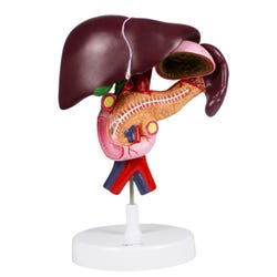 Walter Products Kidney, Nephron, and Glomerulus Model Set