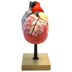 Lab and Anatomical Models, Item Number 2011719