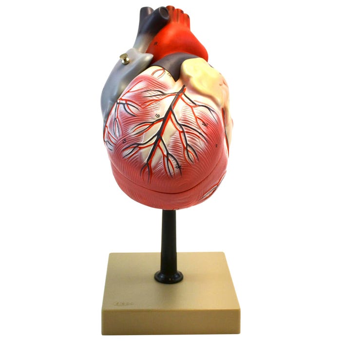 EISCO Human Heart Model, 2x Life Size