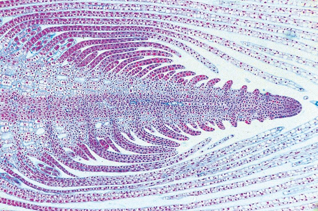 Science Survey Sets, Item Number 529438