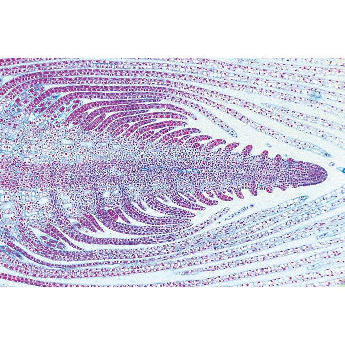 Johannes Lieder Prepared Microscope Slides, General Biology Set B, Set of 50