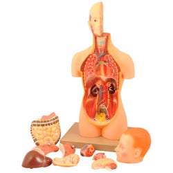 Lab and Anatomical Models, Item Number 2021747