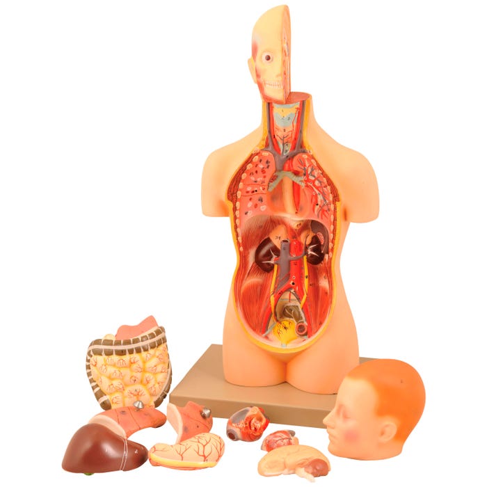 Eisco Labs Half Size Torso Model with Dissectible Head, 11 Removable Parts