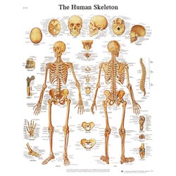 Biology Classification Studies, Item Number 2006776