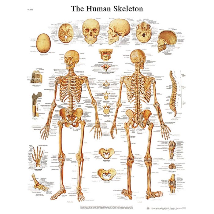 Anatomical Chart, Human Skeleton System