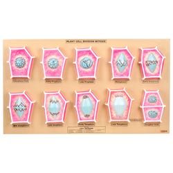 Plant Mitosis Model 2144641