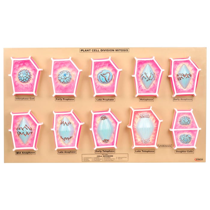 Eisco Plant Mitosis Model