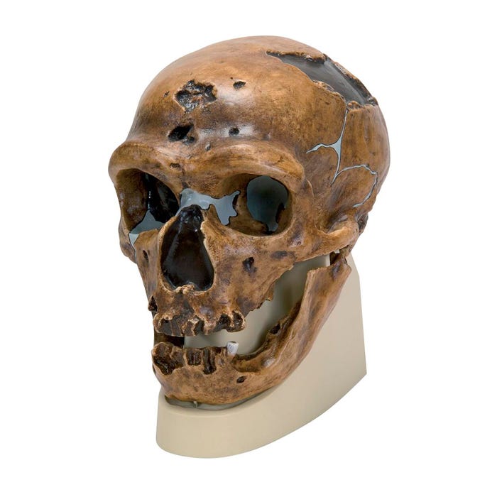 3B Scientific La Chapelle-aux-Saints Model