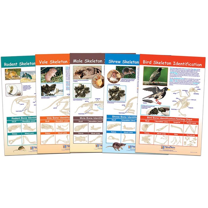 NewPath Learning Bulletin Board Chart Set of 5, Prey Identification, Grades 5 to 8