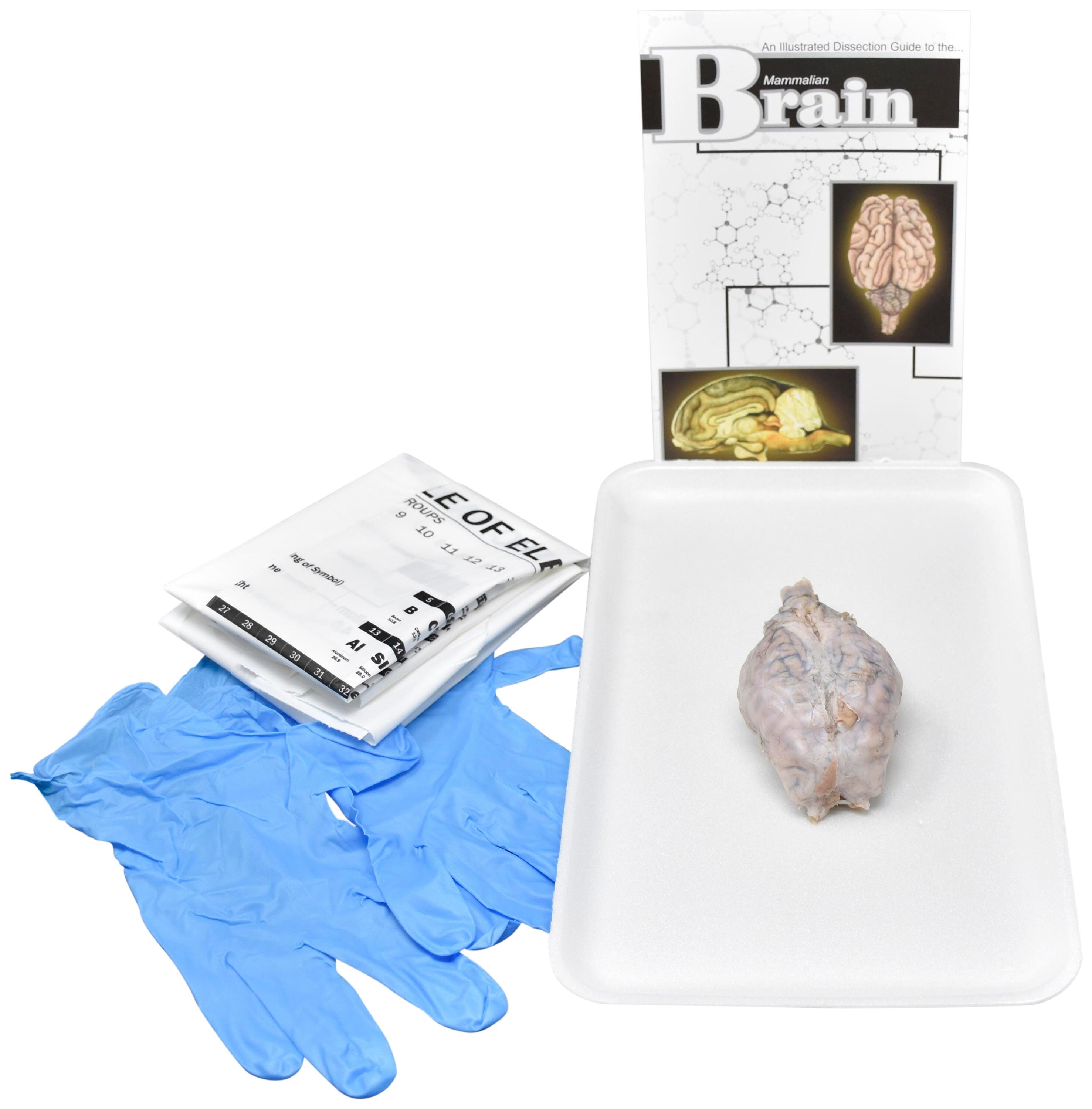 Frey Choice Dissection Kit - Mammalian Brain without Dissection Tools, Item Number 2041245