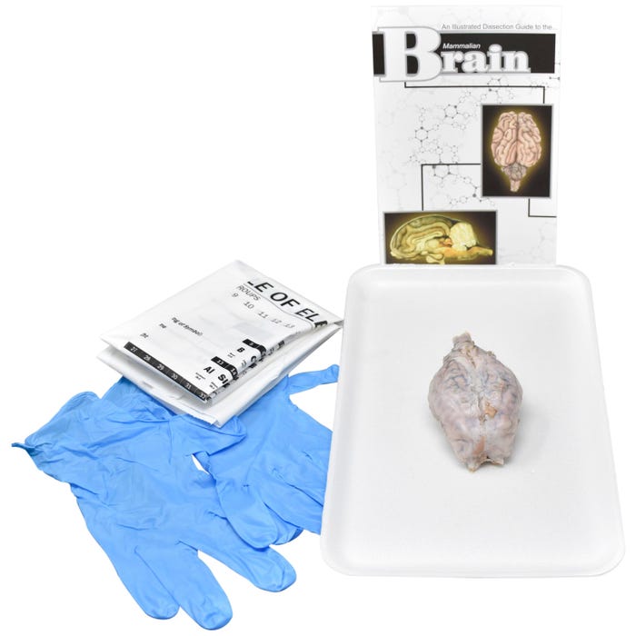 Frey Scientific Choice Preserved Sheep Brain without Dissection Tools