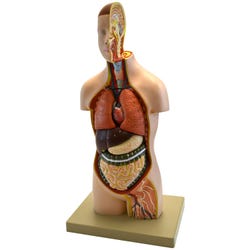 Lab and Anatomical Models, Item Number 2021621