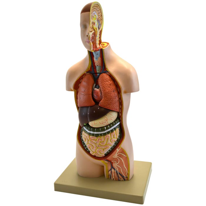 Eisco Labs Youth Torso Model with Head, 1/2 Size, 9 Removable Parts
