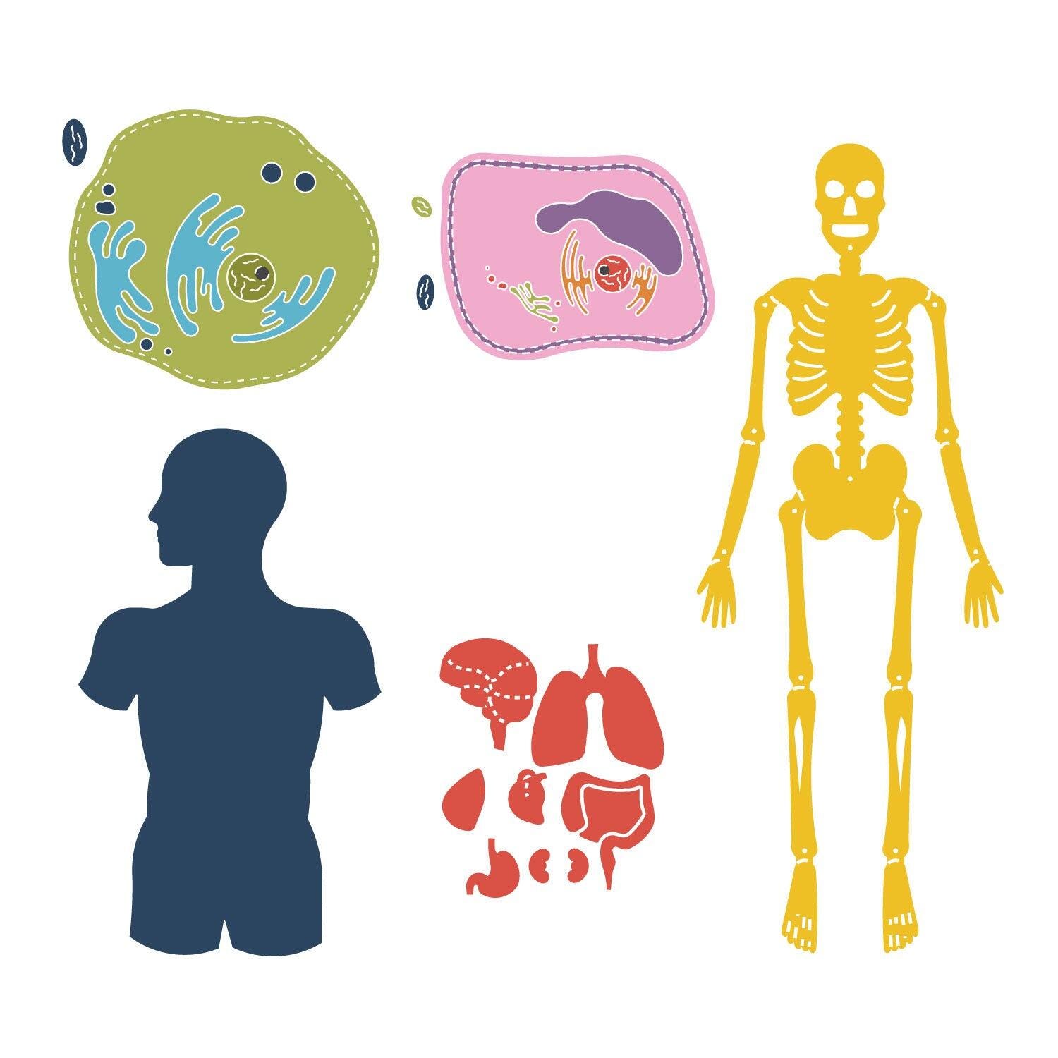 Image for AccuCut Biology Set, Set of 10 Dies from School Specialty