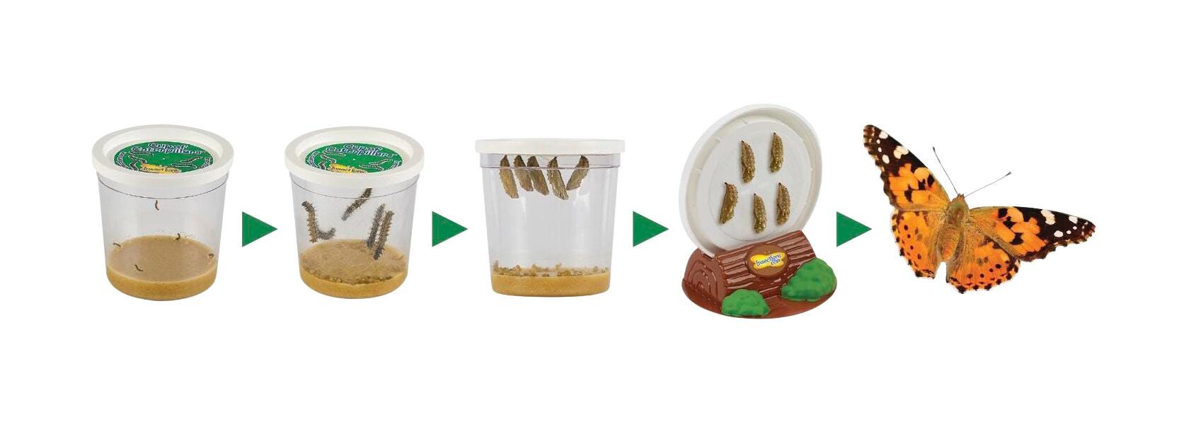 LIVE Cup of 5 Baby Caterpillars and food 2147338