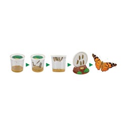LIVE Cup of 5 Baby Caterpillars and food 2147338