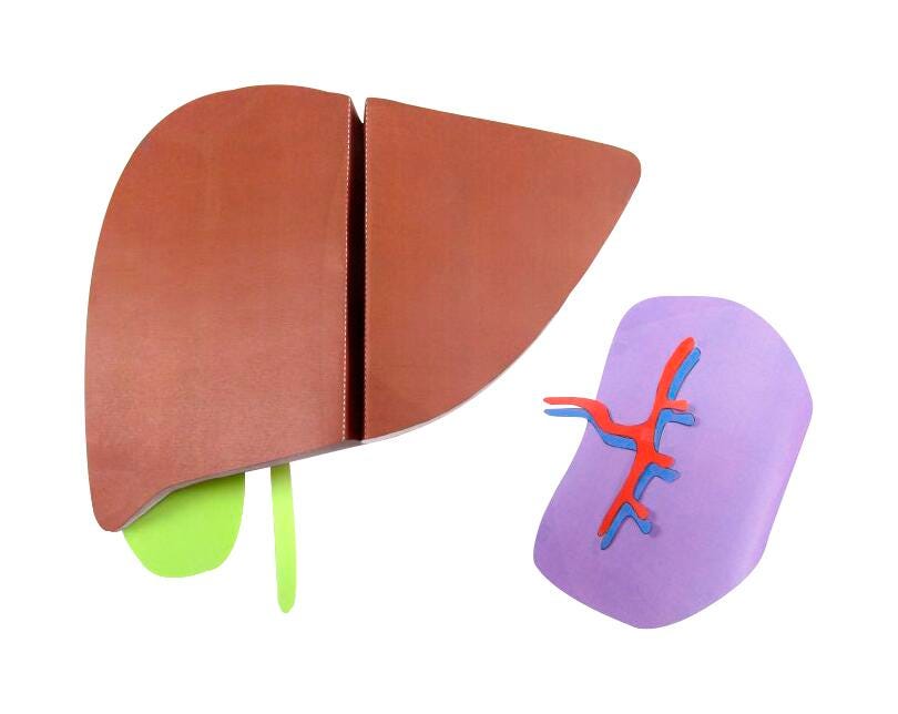 NewPath Learning Liver and Spleen 3-D Model Kit, 1 Teacher Guide and 5 Student Guides 2087418