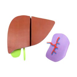 NewPath Learning Liver and Spleen 3-D Model Kit, 1 Teacher Guide and 5 Student Guides 2087418