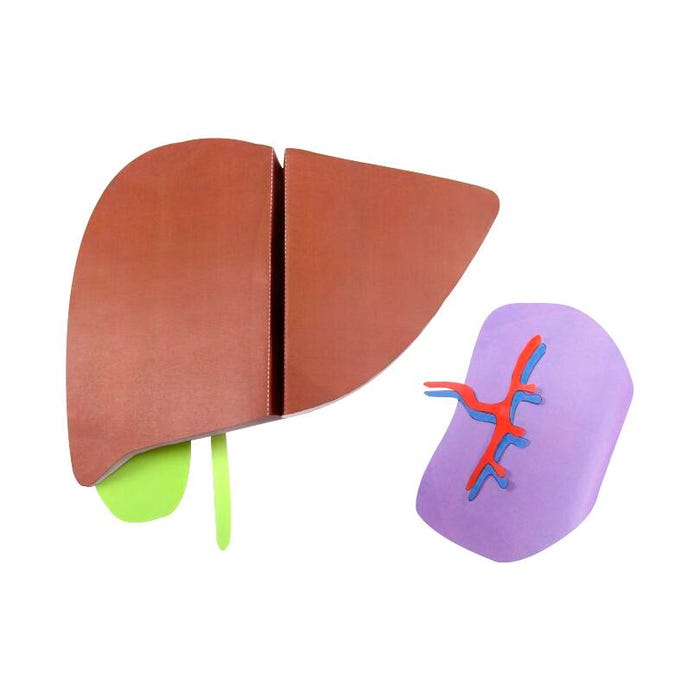 NewPath Learning Liver and Spleen 3-D Model Making Kit
