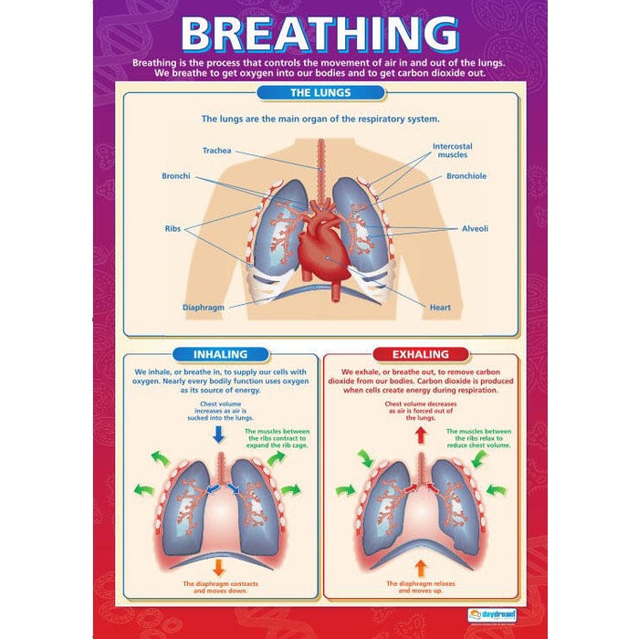 Delta Education Circulatory and Respiratory System Poster, Laminated
