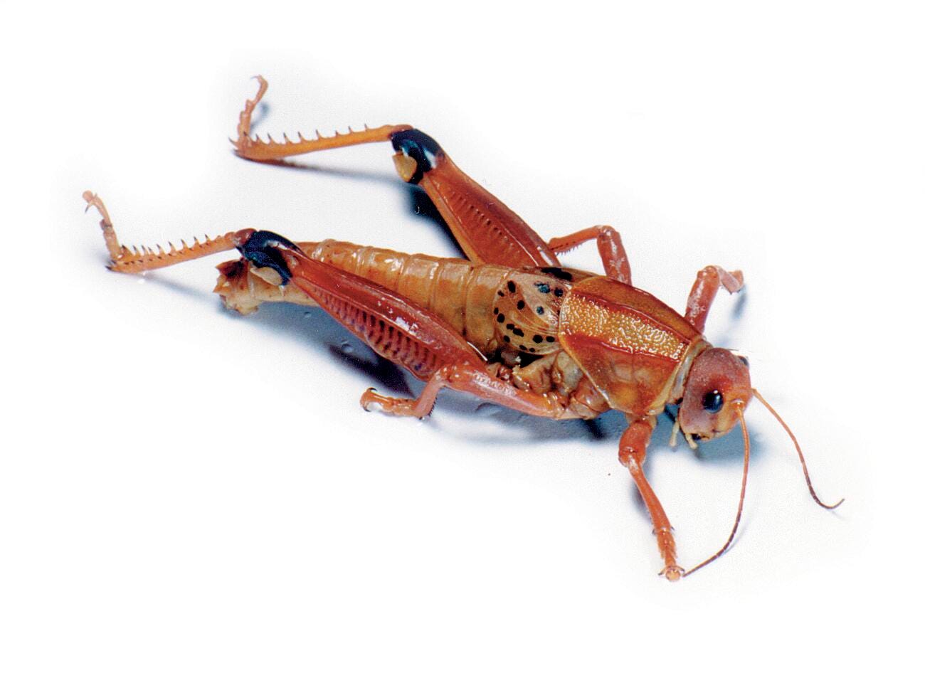 Frey Scientific Choice Preserved Grasshoppers, Tracheal Injection, Pail of 10, Item Number 596415