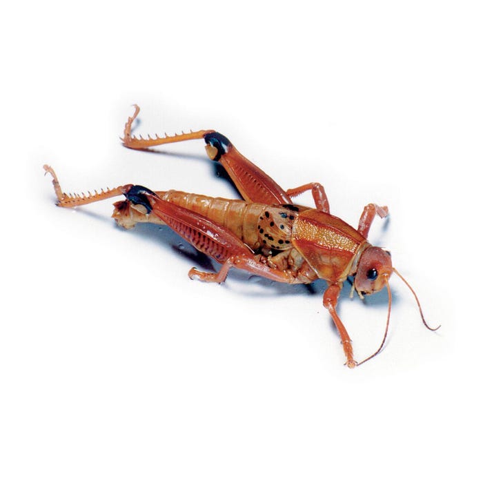 Frey Scientific Choice Preserved Grasshoppers, Tracheal Injection, 3 Plus Inches, Wet Pail Pack of 100