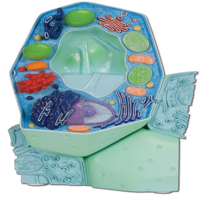 3B Deluxe Plant Cell Model