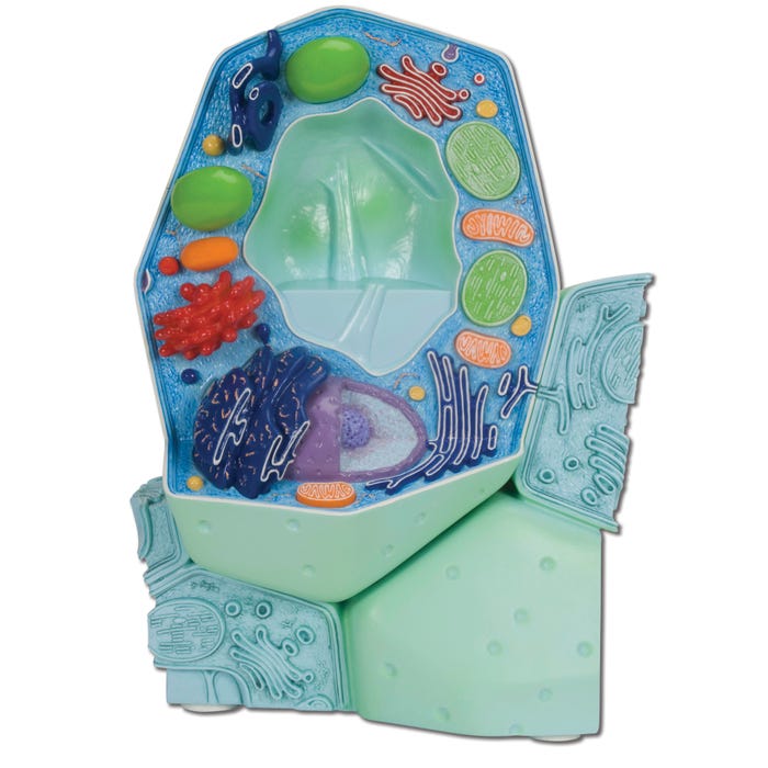 3B Scientific Deluxe Plant Cell Model, 2 Parts