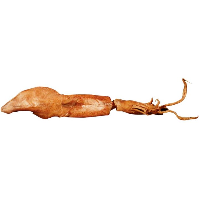 Frey Scientific Choice Preserved Squid, 11 to 16 Inches, Vacuum Sealed