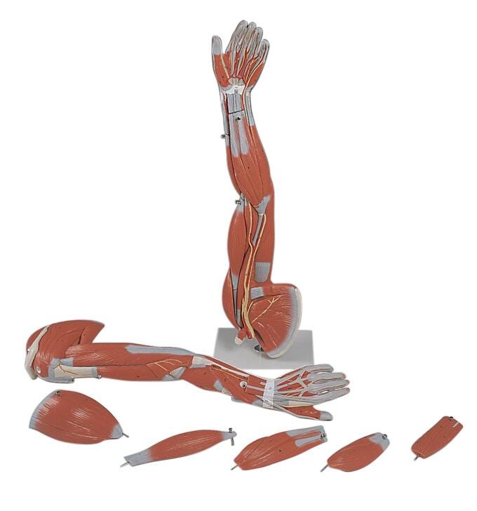 Anatomy & Physiology Books, Models Supplies, Item Number 1319469