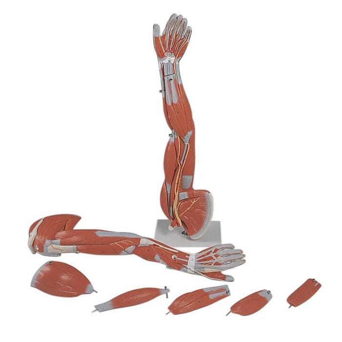 3B Scientific Arm Model with Muscle, 6 Pieces