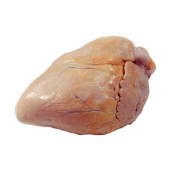 Frey Scientific Choice Preserved Pig Heart, Vacuum Sealed