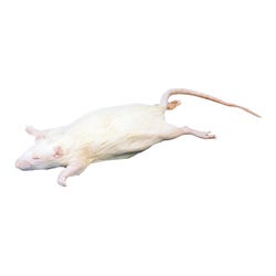 Frey Scientific Choice Double Injected Preserved Rat, 7 to 9 Inches, Vacuum Sealed, Pack of 1, Item Number 2102651