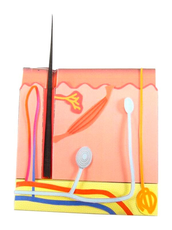 Newpath Learning Skin 3-D Model Kit, 1 Teacher Guide and 5 Student Guides 2087420