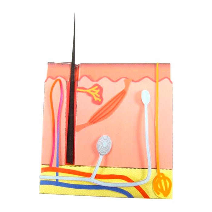 NewPath Learning Skin 3-D Model Making Kit
