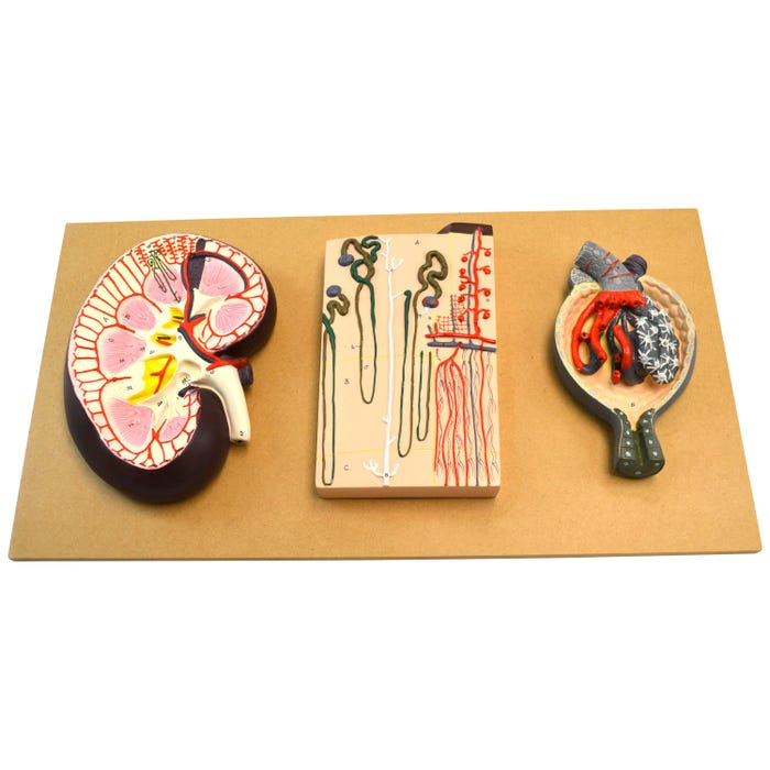 Eisco Labs Kidney Section Model, 3 Parts