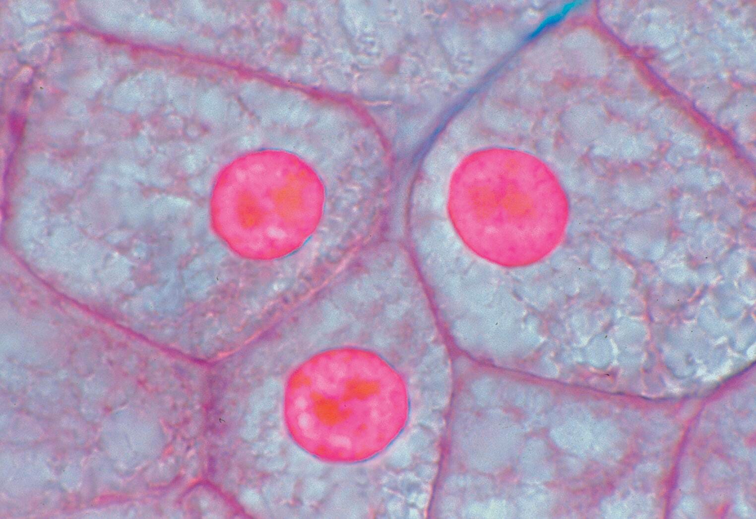 Science Survey Sets, Item Number 529417